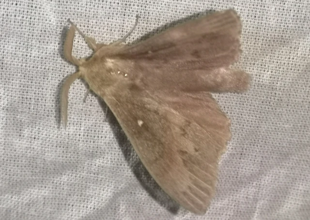 Dendrolimus pini - fenyőpohók