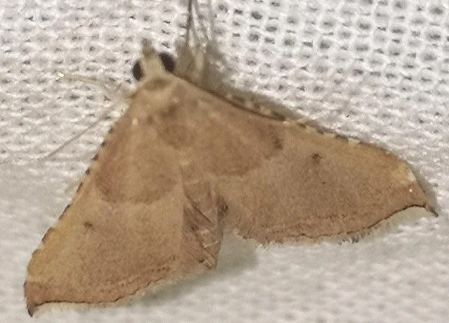 Endotricha flammealis - tüzesszárnyú fényilonca