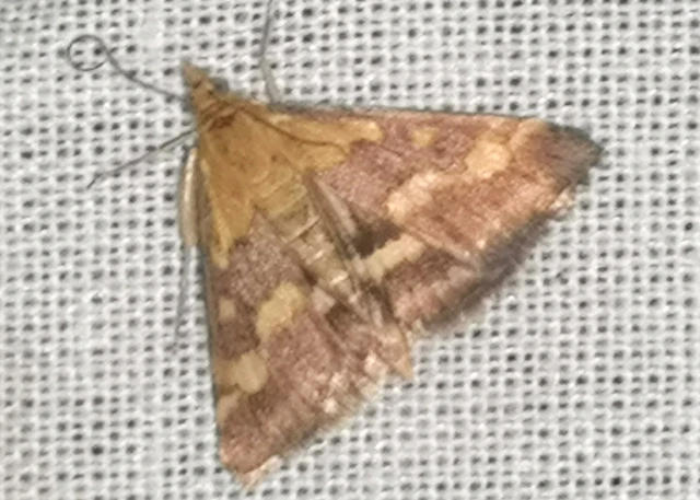Pyrausta