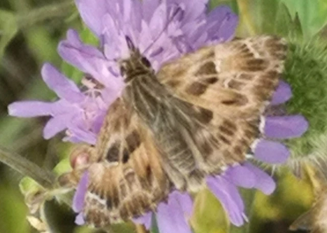Carcharodus alceae - mályva-busalepke