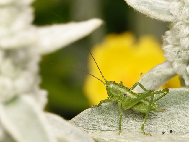 Tettigonia viridissima - zöld lombszöcske