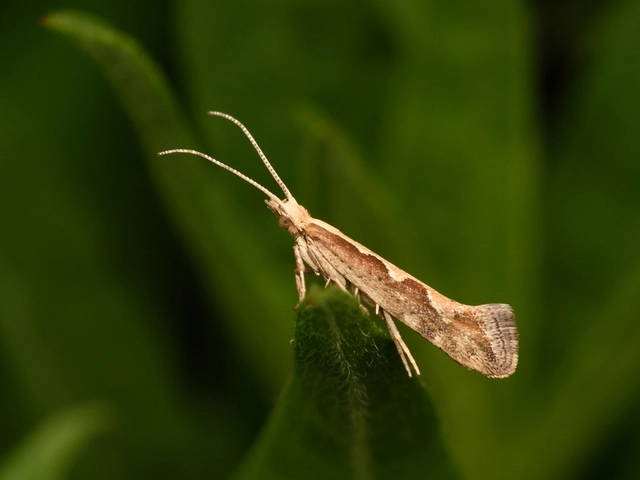 Plutella xylostella - káposztamoly