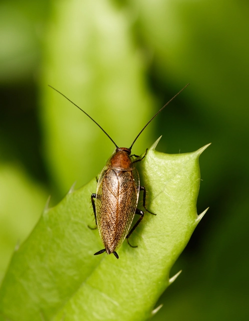 Blattodea - Csótányok Blattodea - Csótányok