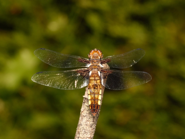 Libellula depressa - széles laposacsa