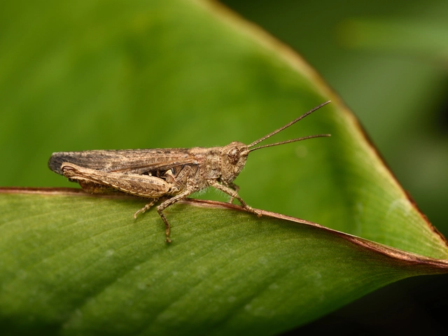 Chorthippus