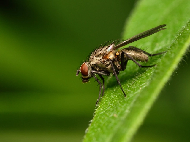 Diptera - Kétszárnyúak