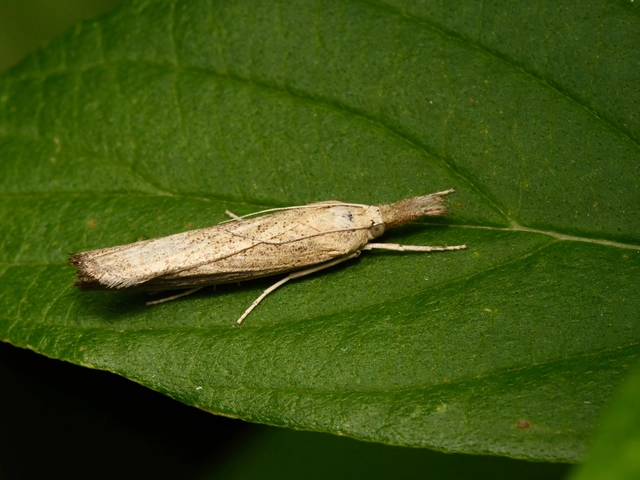 Crambidae - fűgyökérrágó molyfélék