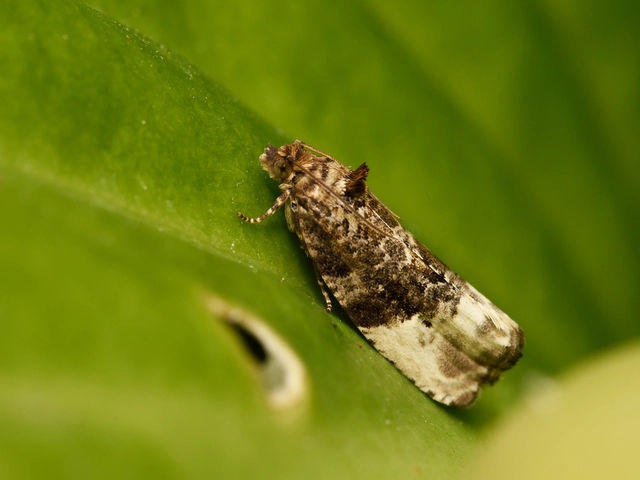 Tortricidae - sodrómolyfélék