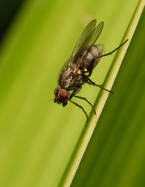 Diptera - Kétszárnyúak