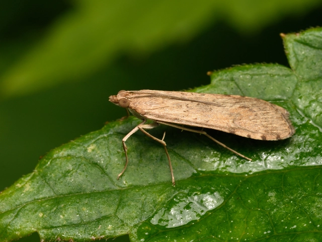 Nomophila noctuella - közönséges vándormoly