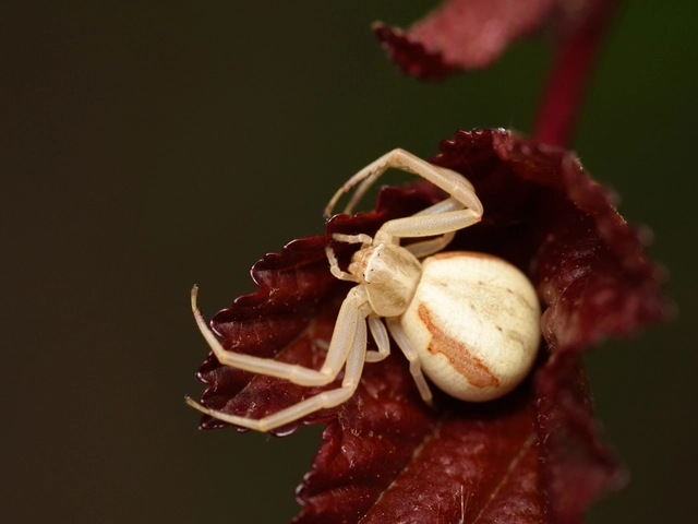 Misumena vatia - viráglakó karolópók
