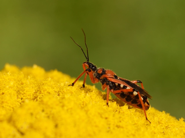 Rhynocoris iracundus - közönséges gyilkospoloska