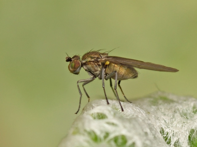 Diptera - Kétszárnyúak