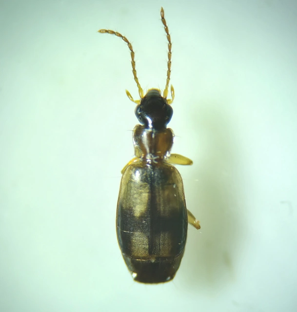 Philorhizus notatus - sárgavállú kéregfutó