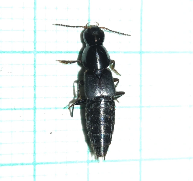 Quedius lateralis - sárgaszegélyes mohaholyva