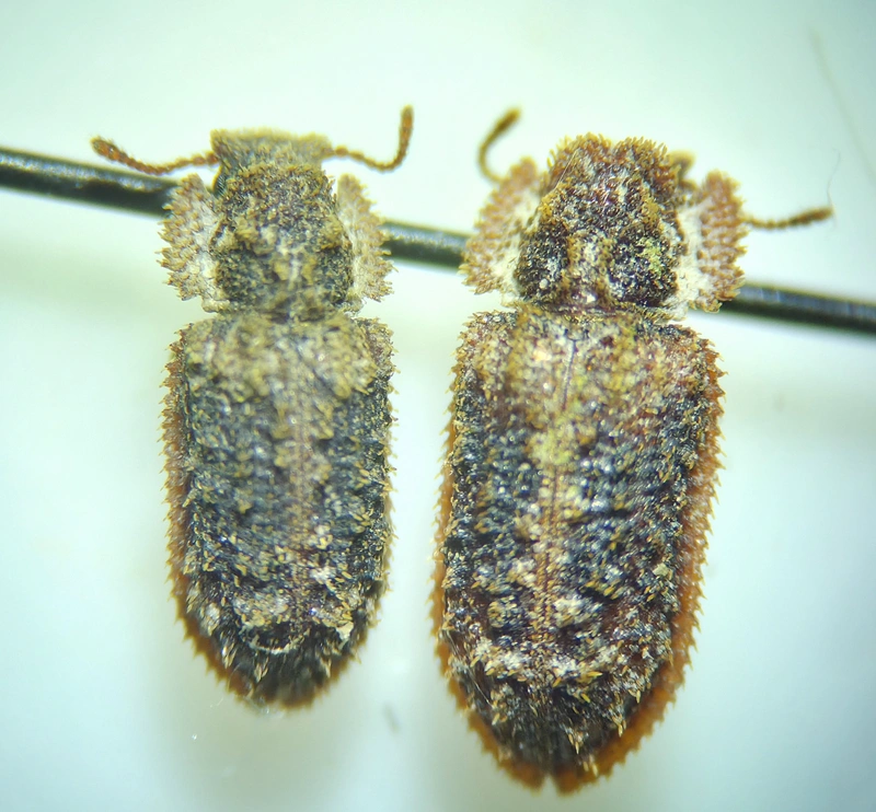 Endophloeus marcovichianus - fogasszélű héjbogár