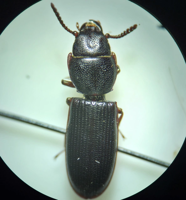 Tenebroides mauritanicus - lisztmentő korongbogár