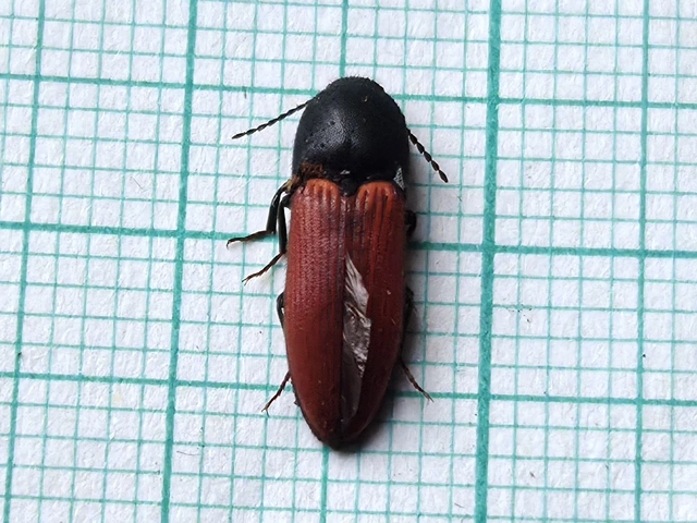 Ampedus