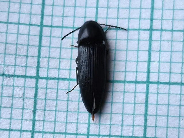 Ampedus nigerrimus - fekete pattanó