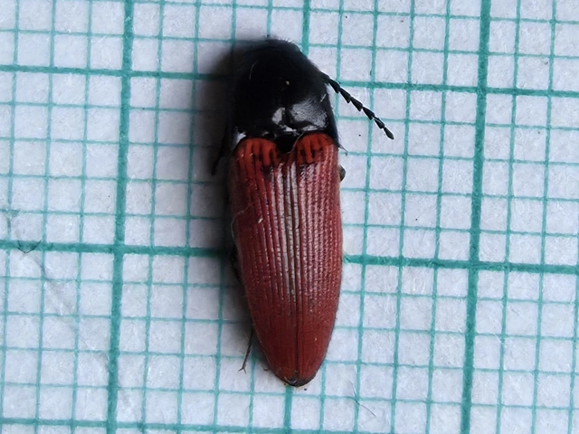Ampedus