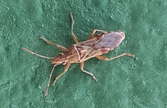 Belonochilus numenius - amerikai platánbodobács