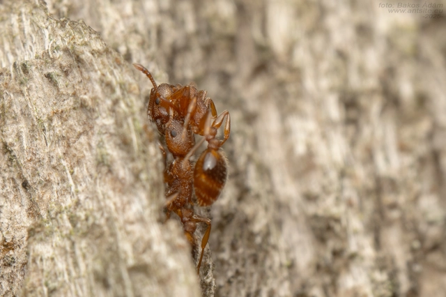 Temnothorax clypeatus - rozsdás kéreghangya