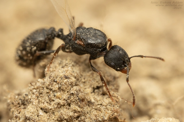 Tetramorium moravicum - morva gyepihangya
