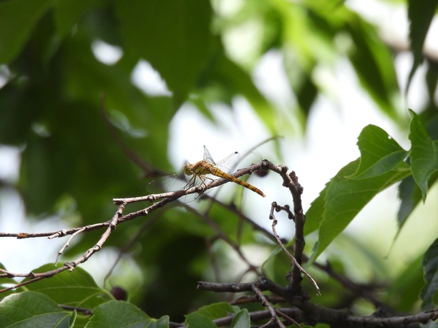 Sympetrum striolatum - harántsávos katona-szitakötő