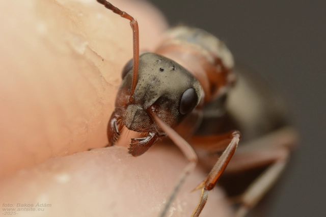 Formica cunicularia - gyakori rabszolgahangya
