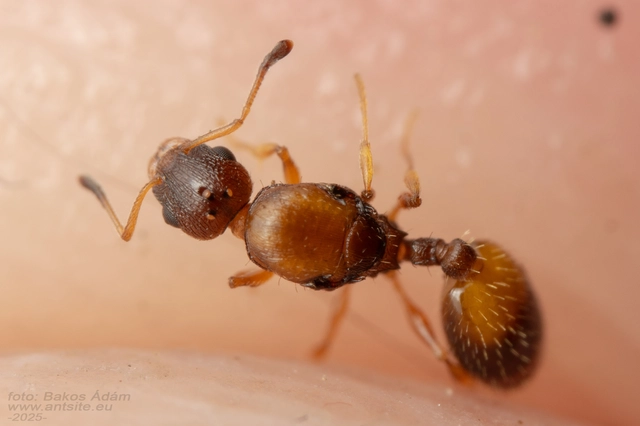Temnothorax unifasciatus - gyűrűs kéreghangya