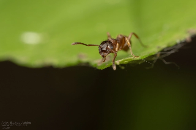 Myrmica ruginodis - erdei bütyköshangya