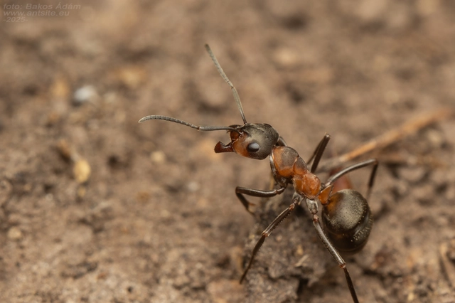 Formica rufa - erdei vöröshangya