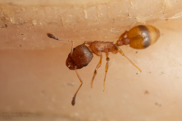 Temnothorax unifasciatus - gyűrűs kéreghangya