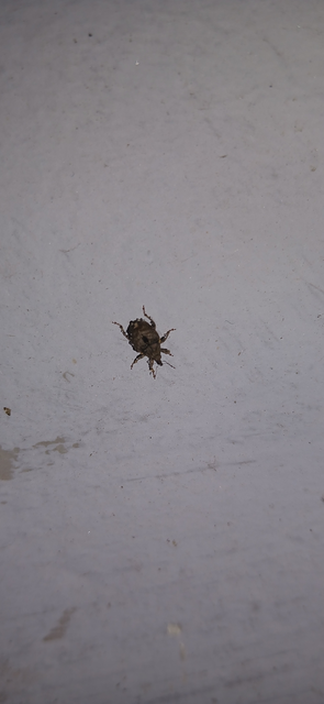 Stenocarus