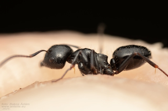 Camponotus atricolor - nyerges lóhangya