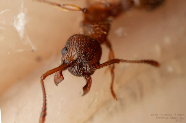 Myrmica lonae - sziklai bütyköshangya