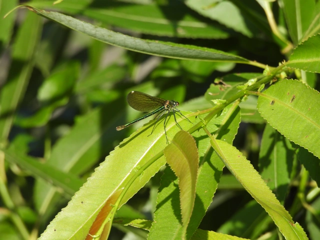 Calopteryx splendens - sávos szitakötő