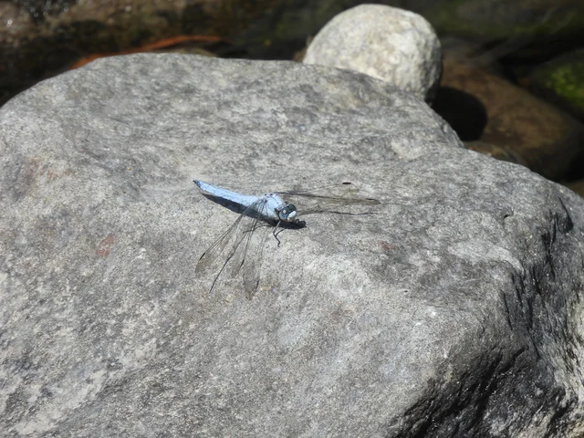 Orthetrum brunneum - pataki pásztorszitakötő