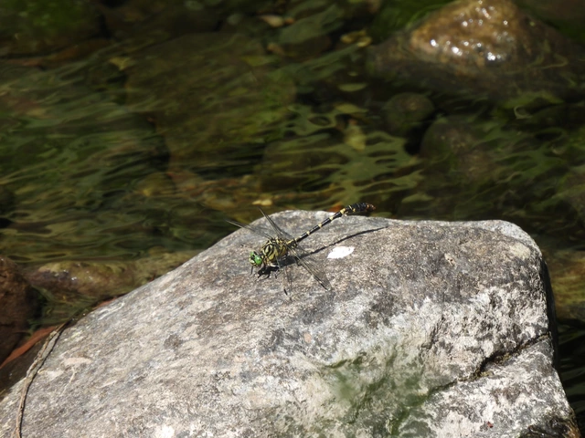 Onychogomphus forcipatus - gyűrűs folyami-szitakötő Onychogomphus forcipatus - gyűrűs folyami-szitakötő