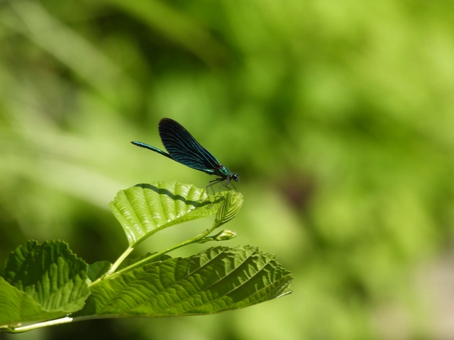Calopteryx virgo - kisasszony-szitakötő