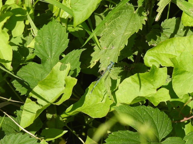 Platycnemis pennipes - széleslábú szitakötő