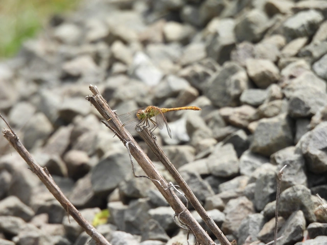 Sympetrum meridionale - fakó katona-szitakötő