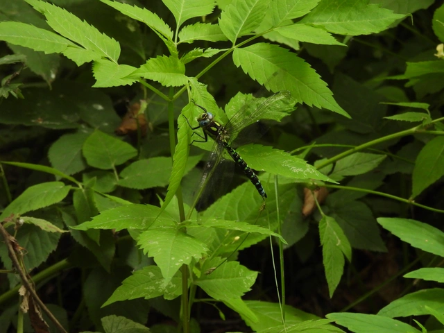 Aeshna cyanea - sebes karcsúacsa Aeshna cyanea - sebes karcsúacsa