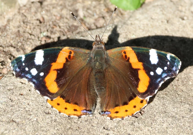Vanessa atalanta - atalantalepke