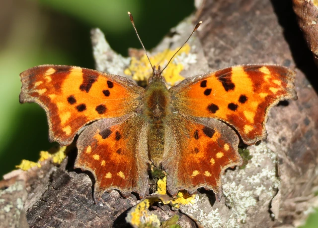 Nymphalis c-album - C-betűs lepke