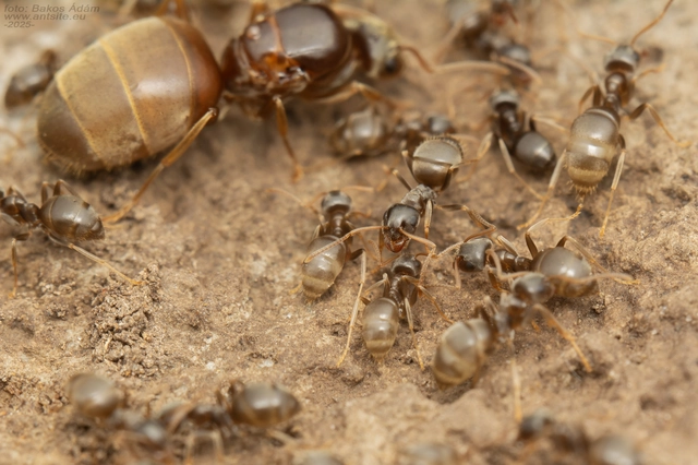 Lasius alienus - kövi feketehangya