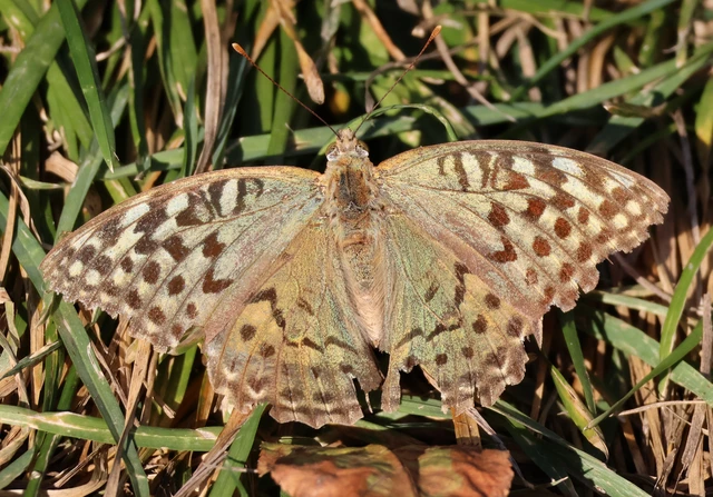 Argynnis pandora - zöldes gyöngyházlepke