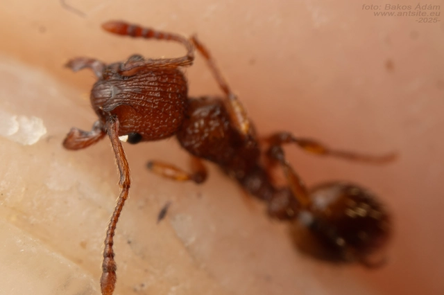 Myrmica sabuleti - gyakori bütyköshangya