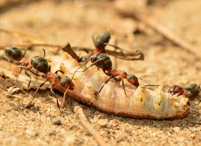 Formica pratensis - réti vöröshangya