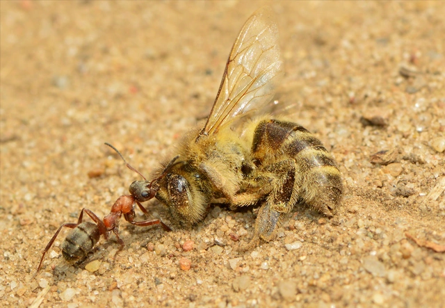 Formica rufibarbis - vörös rabszolgahangya